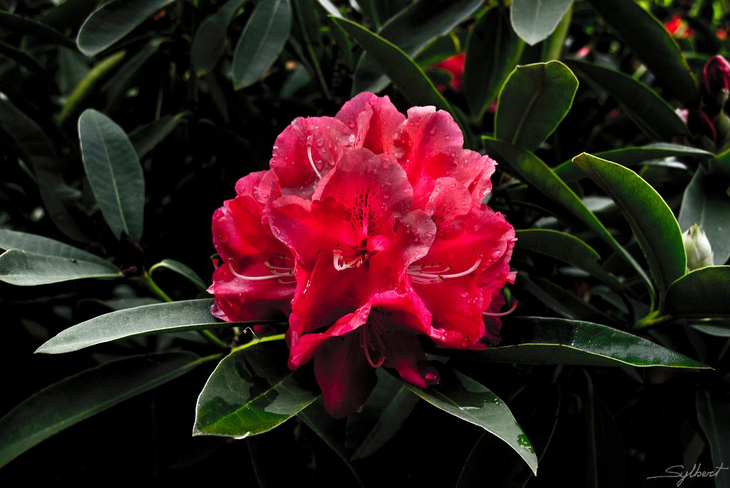 Fleur de Rhododendron.jpg